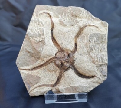 vertèbres 2 unités prix réduit Maroc fossile 