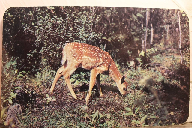 Michigan MI Ludington State Park Postcard Old Vintage Card View Standard Post PC