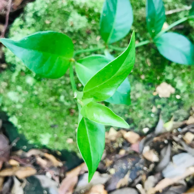 Psychotria Sarmentosa Gonika Gonuke Leaves Dried 100% Rare Ceylon Herb Tea 100G 2