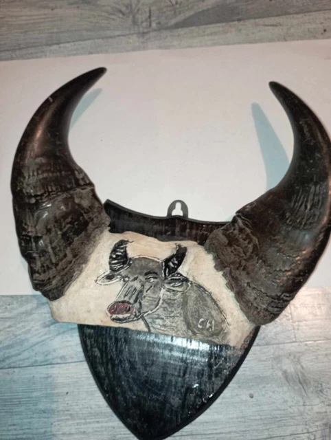 Trophée taxidermie tête de chevreuil