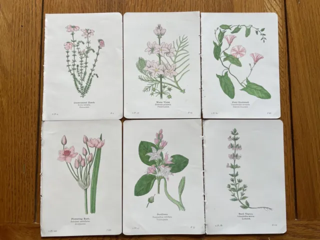 6 Antique Vintage Botanical Prints by Edward Step C1905. Book Plates. Flowers.