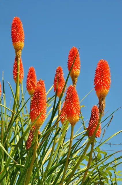 SAMEN Die feurig-schöne Fackellilie verwandelt den Garten in ein tolles Farberl