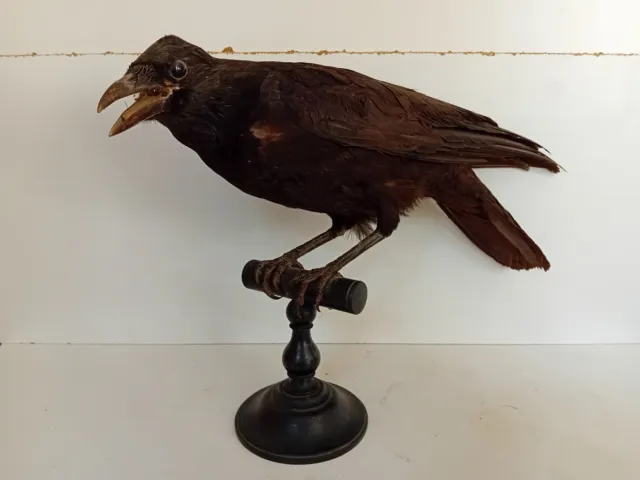 Corbeau naturalisé taxidermie cabinet curiosités - crow raven taxidermy gothic