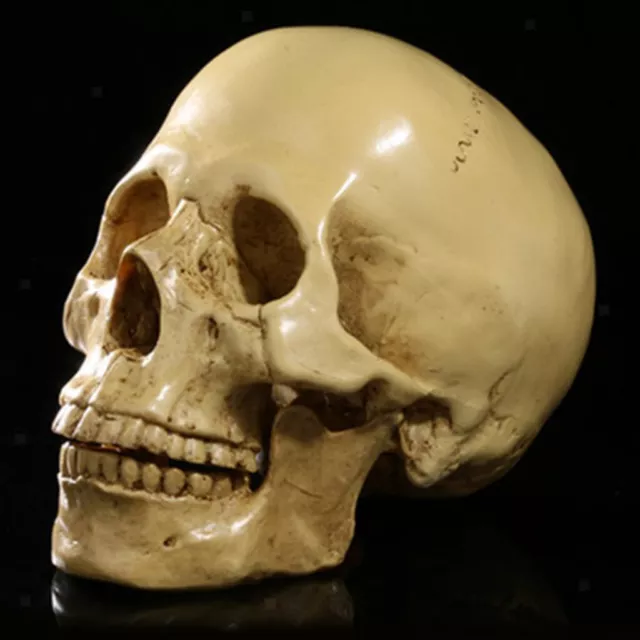 Antique Design Resin Human Skull 1:1 Realistic Replica Skeleton Head Model