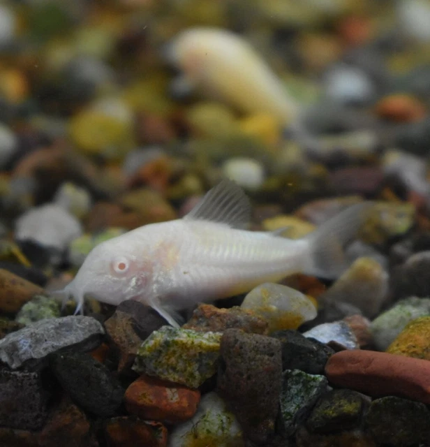 Live 1-1.5" Albino Corydora Catfish (Pack of 3 Aquarium Fish) PLS READ DESCR 3