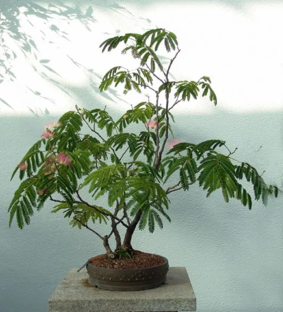 20 seeds Albizia Julibrissin, Pink Mimosa, Persian Silk Tree bonsai