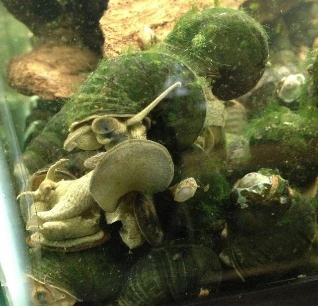 Japanese Trapdoor Algae Eating Snail LIVE FISH Read Description