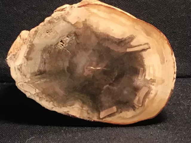 ~RW~ POLISHED "PETRIFIED WOOD LIMB" from ZIMBABWE