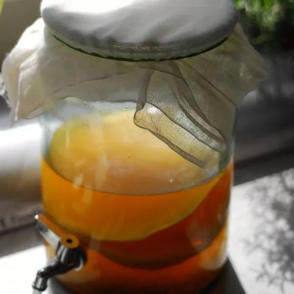 Schöner Kombucha XLarge Scoby Starter + Tee VERSANDKOSTENFREI Kombucza Probiotikum