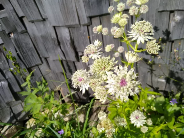 große Sterndolde (Astrantia major) 50 Samen Naturgarten Gartenstaude Bienen