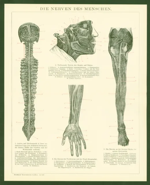 Druck anno 1896 - Medizin Nerven Anatomie Nervus Plexus Rückenmark Axone ZNS