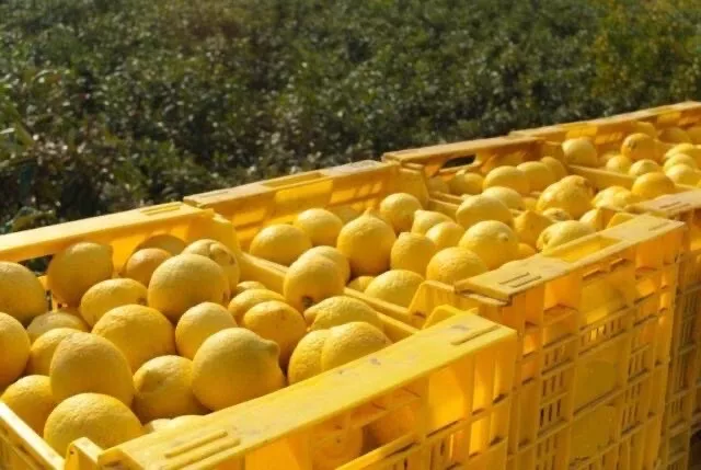 25 Kg Di Limoni Di Sicilia Bio Naturali Raccolti E Spediti Freschi