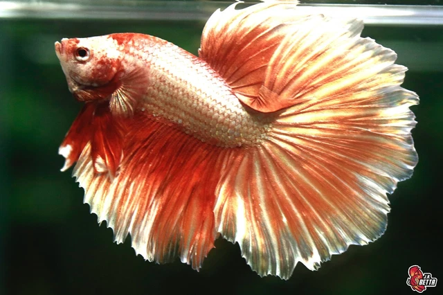 Beautiful Live Betta Fish Rose Gold Male Halfmoon #E069 from Thailand