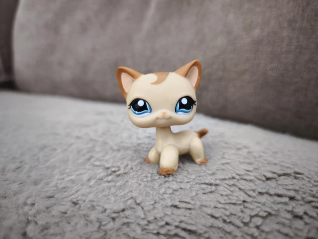 Petshop - Chat européen #1170 - European kitty #1170