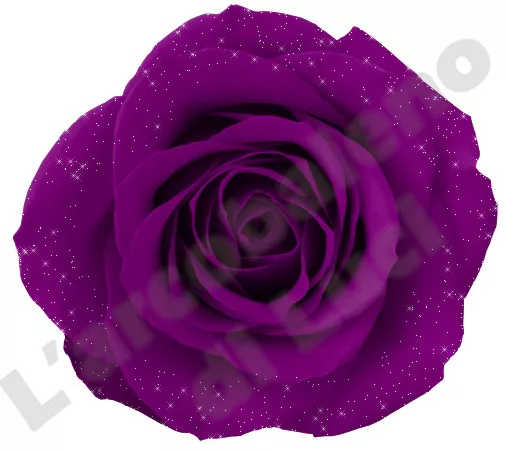 Transfer Stampa Per T-Shirt Felpa Rosa Viola Fiore Purple Rose Maglietta Maglia