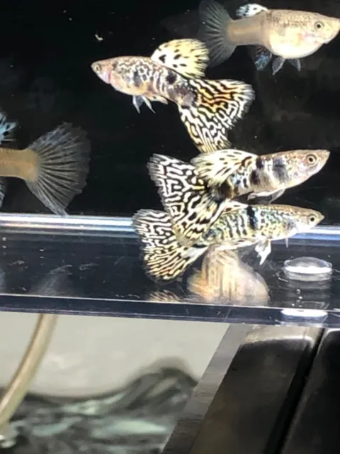 guppy live fish trio yellow tiger  king cobra BDS