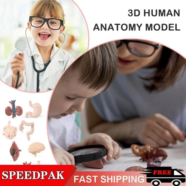 4D DISASSEMBLED ANATOMICAL Human body Brain Model Anatomy Teaching