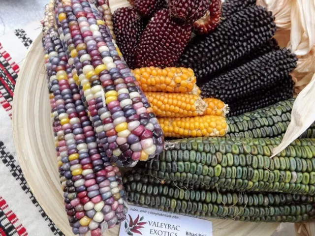 Corn Mix - Mais Mischung - Zea mays - 25+ seeds - Sweetcorn - Popcorn - V 185