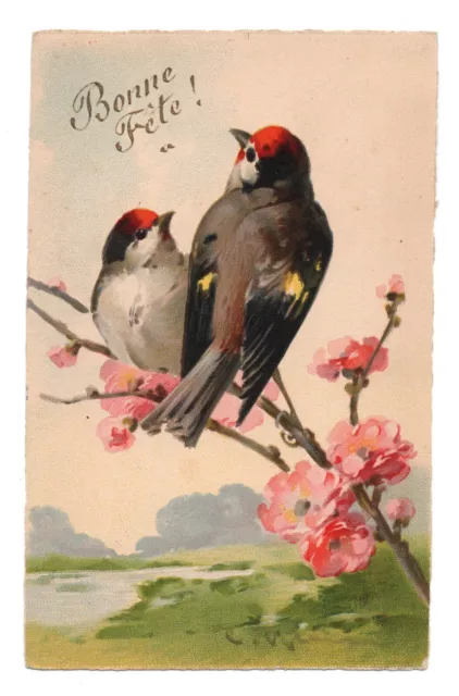 Cardellini .oiseaux. Buona Fête Da C.Klein