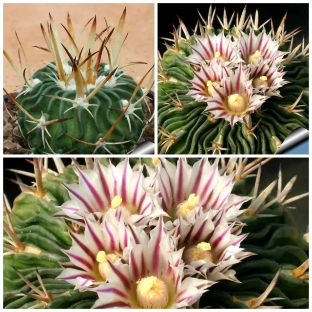 10 semi di Echinofossulocactus pentacanthus ,piante grasse,seeds cactus