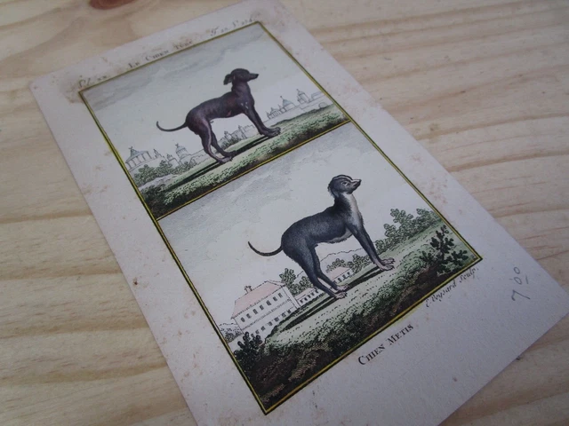 Early Antique hand colored etching E Voysard small dogs art print