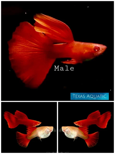 2X Male - Live Aquarium Guppy Fish High Quality-Full Red DBS Guppies-USA Seller