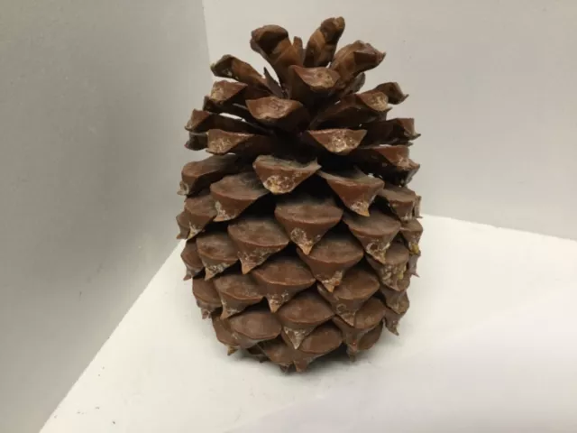 Piña natural para decoración o artesanía vacaciones R54