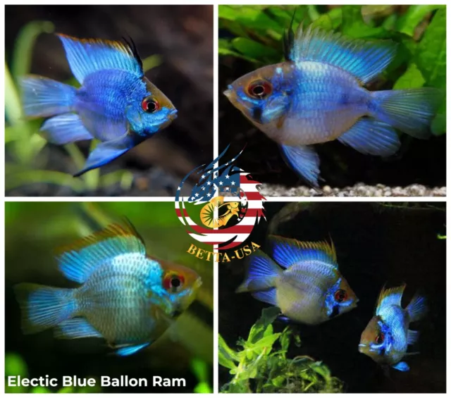 1 TRIO - Cichlid Rams Short Body - German Electric  Blue Balloon Ram - RARE FISH