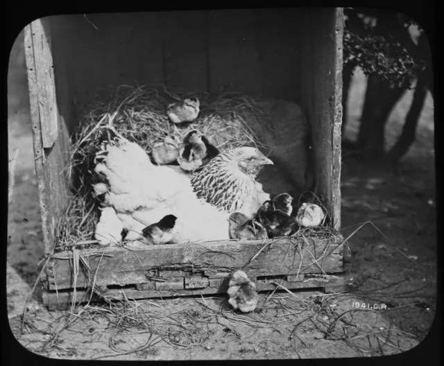 ANTIQUE Magic Lantern Slide HEN WITH CHICKS IN WOODEN BOX C1890 VICTORIAN PHOTO