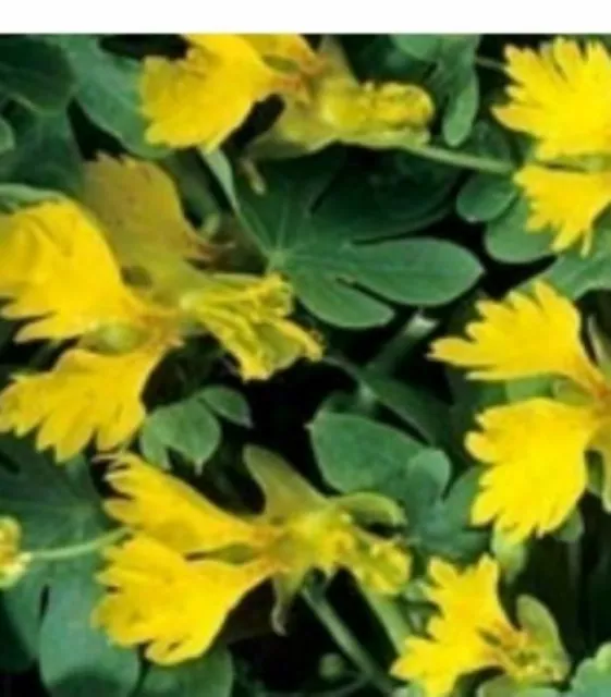 Tropaeolum canariense x 10 seeds  (Canary Creeper) fresh  Flower Seeds