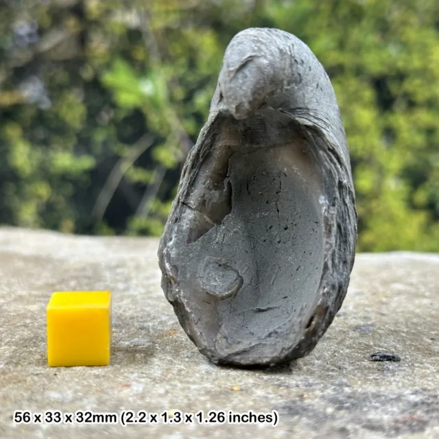 Fossil gryphaea bivalve, "devil's toenail" an iconic fossil from the jurassic