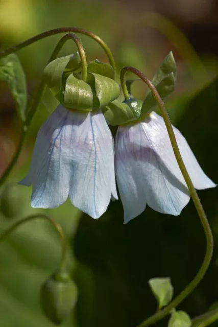 Codonopsis clematidea - 30 seeds