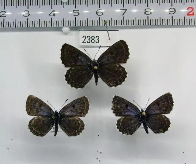 Lycaenidae Scolitantides (Scolitantides) orion 2383 Pair + male