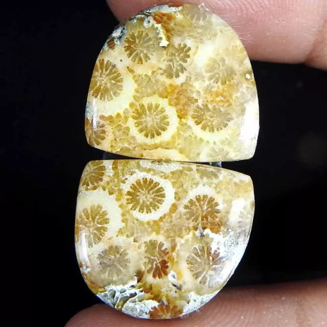 23.45 Ct Natural Fossil Coral Fancy Pair Cabochon 17x14x4 Loose Gemstone 2
