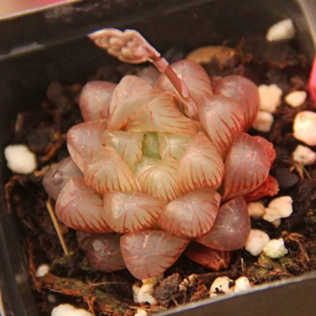 4CM Succulent Live Plant Haworthia Cooperi Baker Red Obtusa Hybrid Home Garden