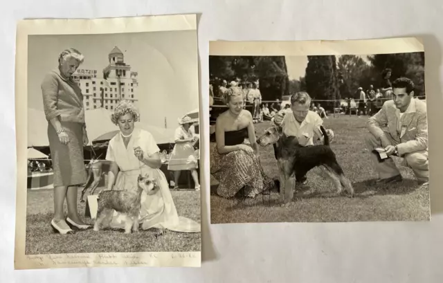 2 Rare Vintage Miniature Schnauzer/Airedale American Dog Show Kansas City Photos