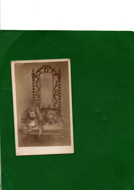 Victorian CDV Photograph of a Dog seated on a Chair C.1880