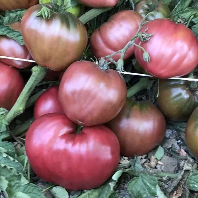 Purple Oxheart Tomato - Lila Ochsenherz Tomate - 5+ seeds - Samen - P 569