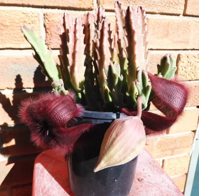 Ornamental Cactus: Stapelia Grandiflora with Flower Buds and Starting to Bloom