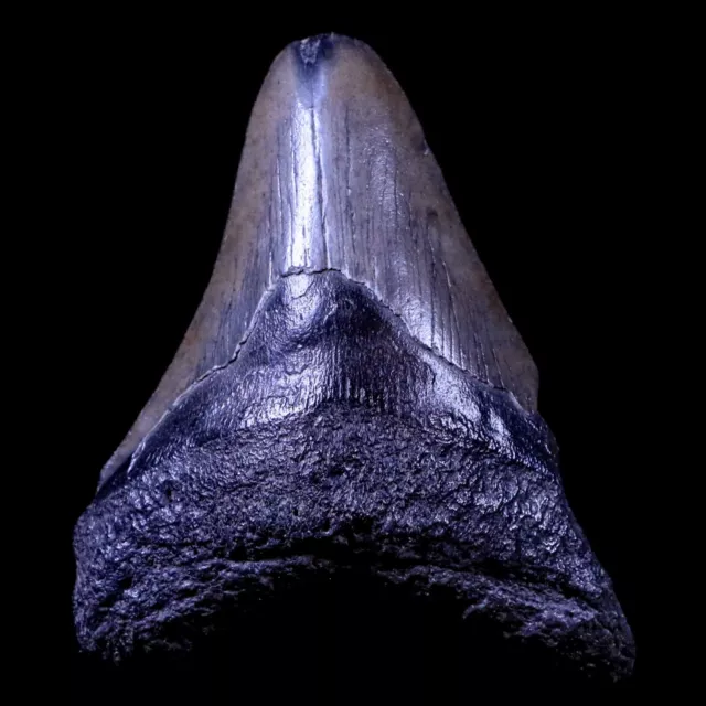 3.4" Quality Megalodon Shark Tooth Serrated Fossil Natural Early Miocene Age COA