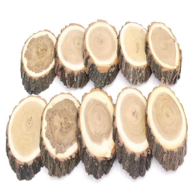 10 Pieza Escudo de Trofeo Acacia Af 17 CM Muy Klein Corzo Cornamenta Baumschild 3