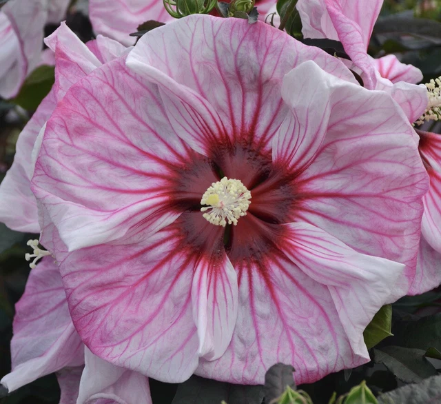 CHERRY CHOCO LATTE Hardy Hibiscus  --  Plant in 4.5" pot