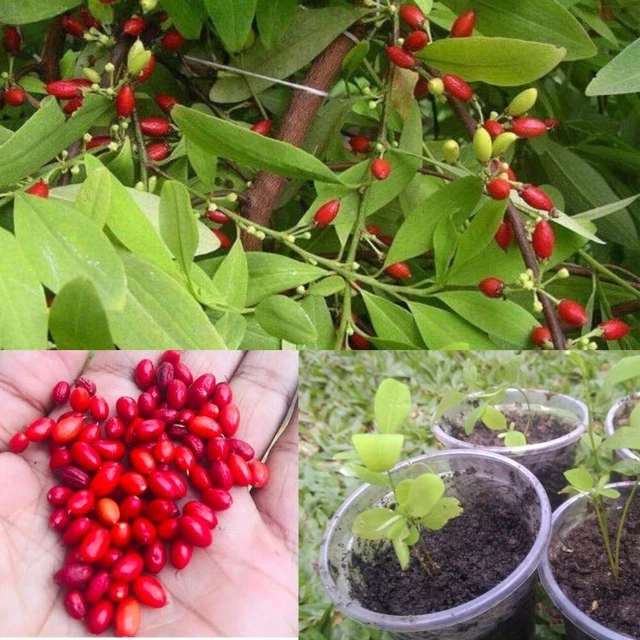 Organic Erythroxylum Novogranatense High Germination High Quality Dry Seeds 40