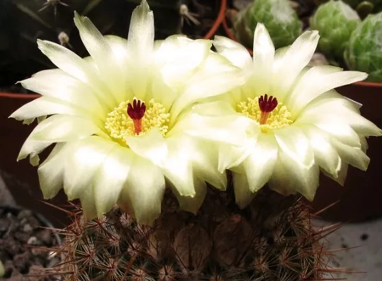 Notocactus Schlosseri (1 Plante V10-10x8)