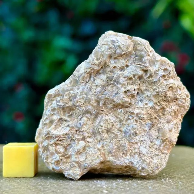 Jurassic Coral Fossil from Wiltshire, UK - Genuine Fossils for Sale