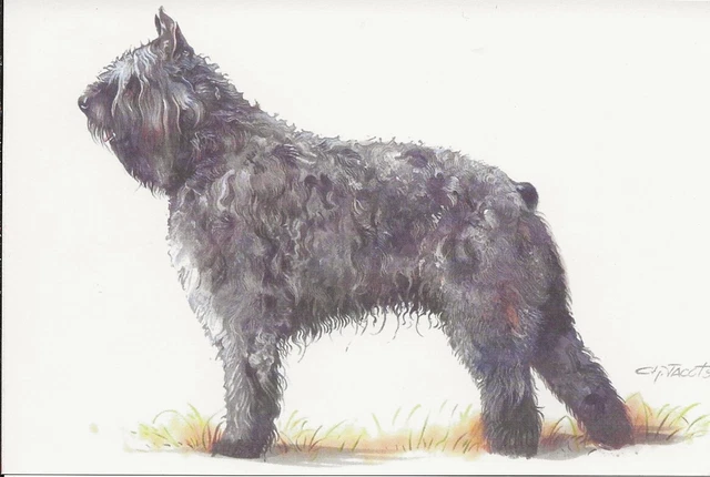 Glossy DOG Bouvier des Flandres Drawing Color Art Chinese Publishing Postcard