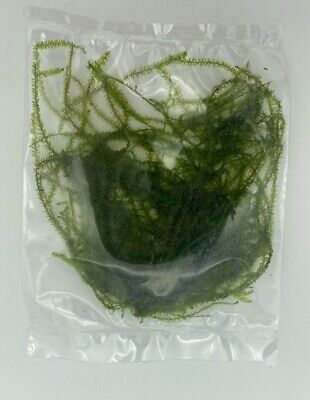 *!!! !!!SALE !!! *BUY 2 GET 1 FREE* Live Aquarium Plant Aquatic Plants Java Moss 2
