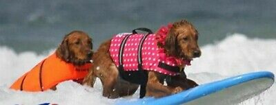 Chaleco salvavidas para perro chaleco flotante reflectante ajustable flotabilidad ayuda mascota CALIENTE
