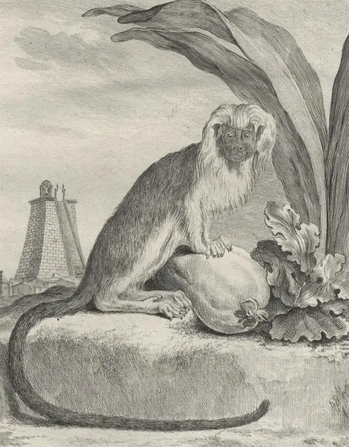 Primaten - LISZTAFFE - Buffon, Histoire Naturelle - Kupferstich 1780