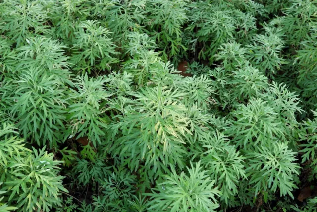 Aproximadamente 3000 semillas de ajenjo real Artemisia absinthium planta especia absenta